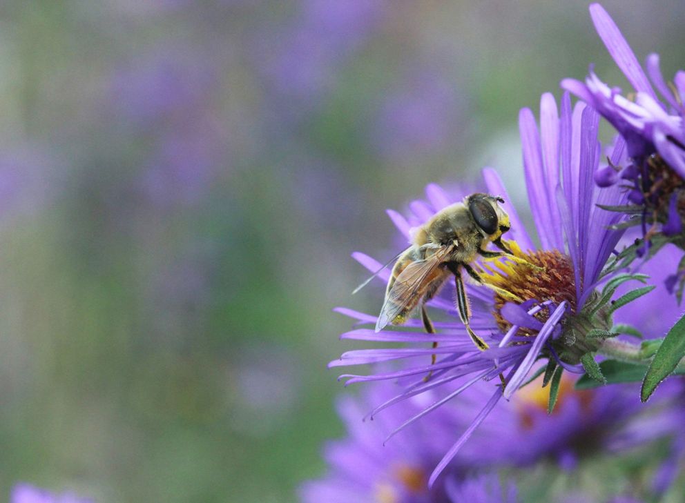 Hover Fly on a light purple New England Aster