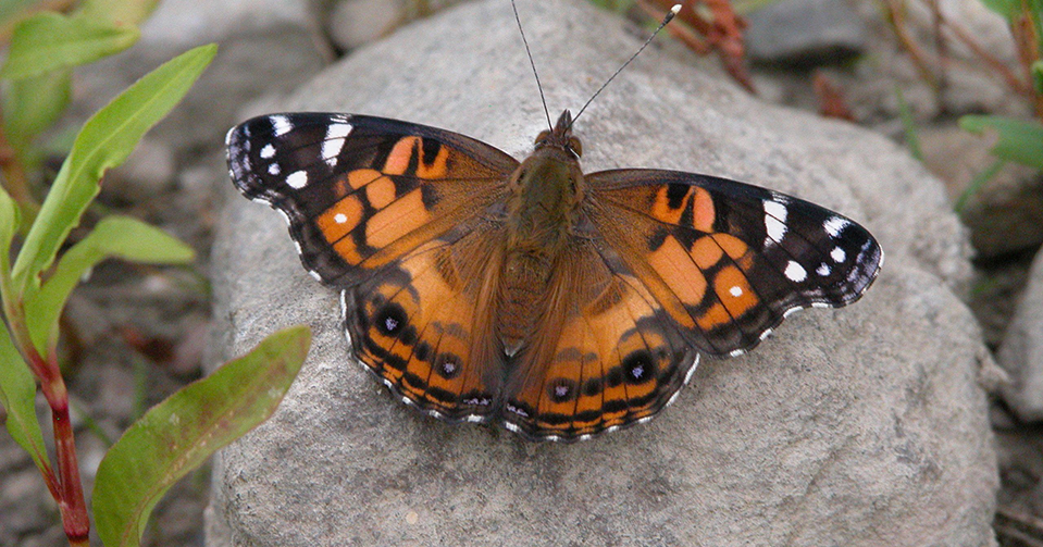 American Lady Butterfly