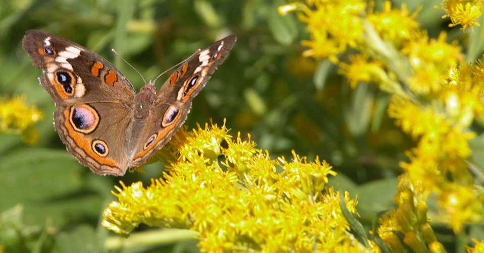 Common Buckeye butterfly landing on flowers