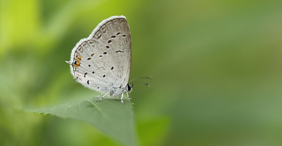 Eastern Tailed-Blue butterfly