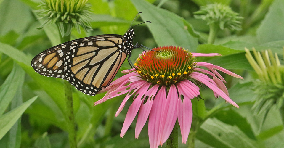 Monarch butterfly on a cone flower