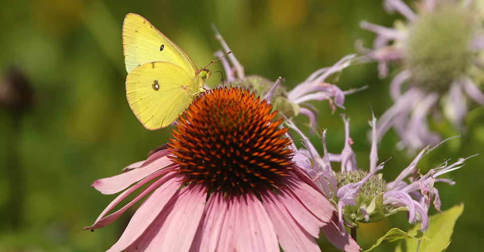 Pink-Edged Sulphur butterfly on a cone flower