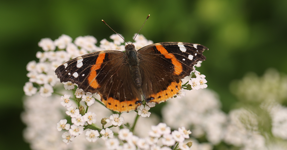 Red Admiral Butterfly on little flowers