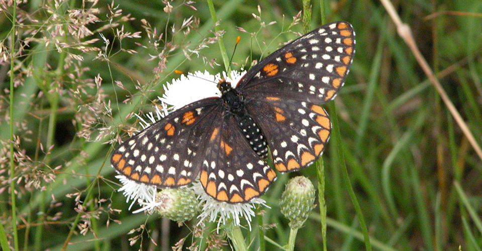 Baltimore Checkerspot butterfly