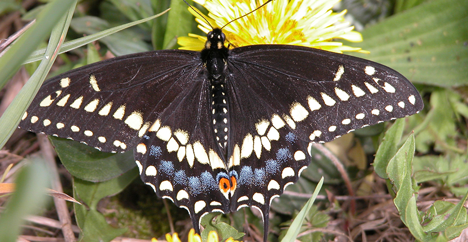 Black Swallowtail Butterfly on a flower