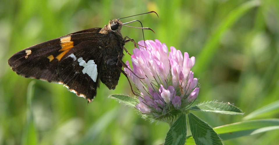 silver-spotted skipper butterfly