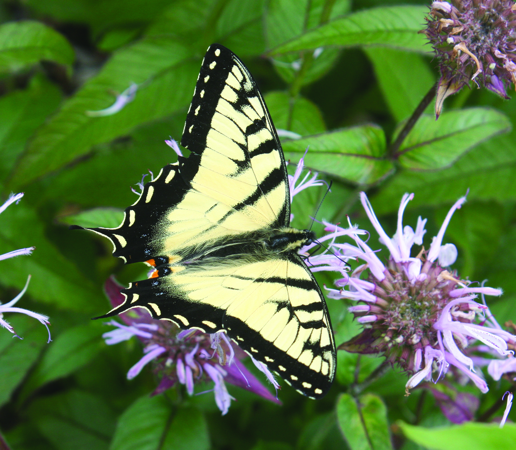 Eastern Tiger swallowtail butterfly landed on a flower