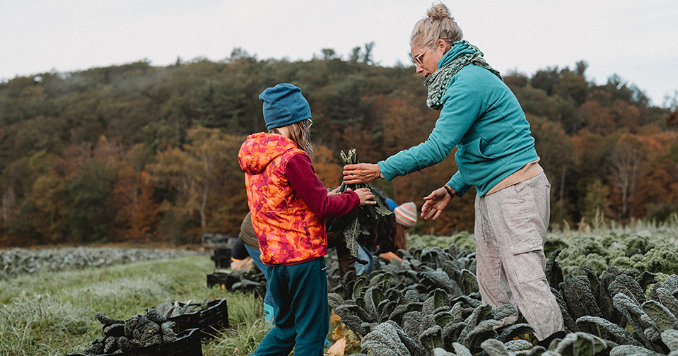 volunteers helping harvest kale at Hawthorne Valley Farm