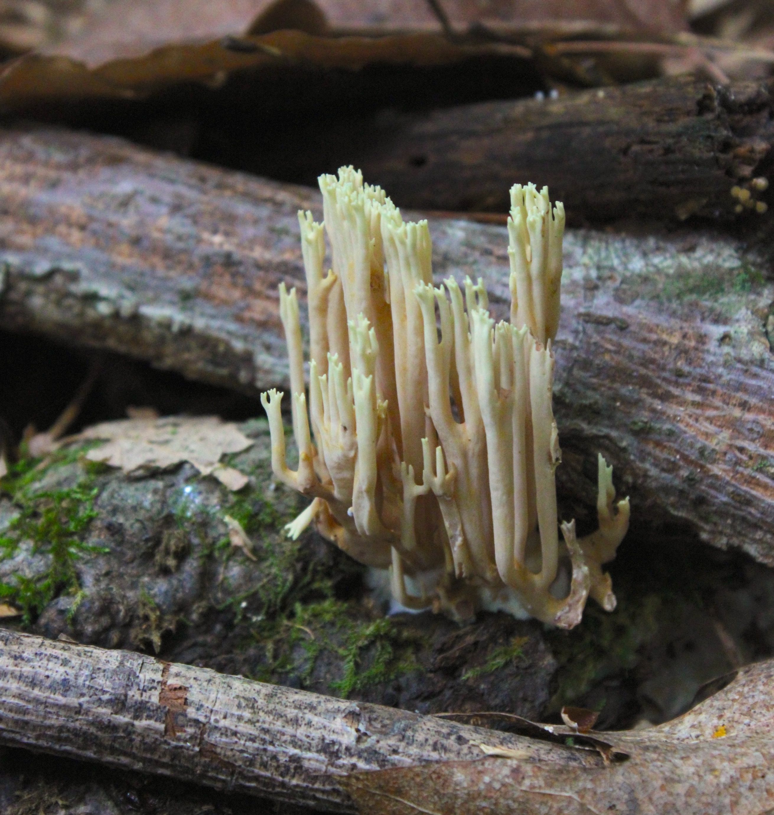 Mushroom ramaria growing on moss between two logs