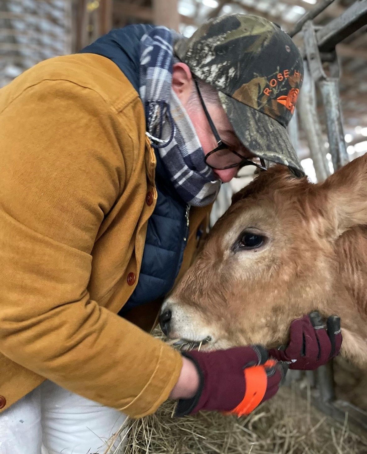 a photo of Stacy holding a cow close and brushing under their jaw with hay in their mouth