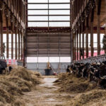 The Loafing Shed decorated for Caroling to the Cows at Hawthorne Valley Farm